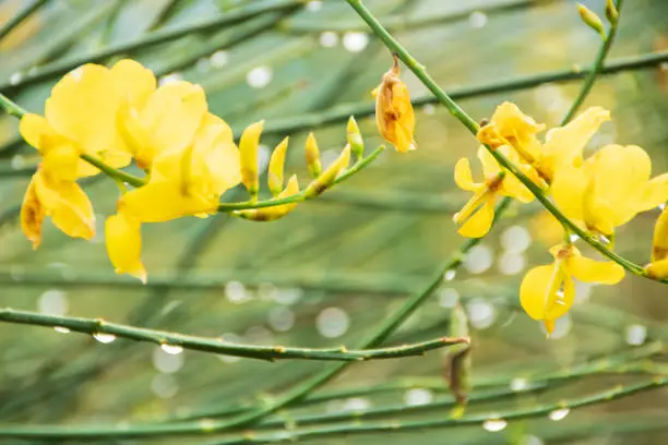Yellow genista flower in Pollino national park, Basilicata region, taly