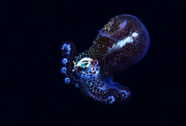 A rare night time squid. stock photo