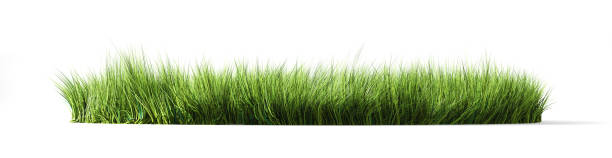白い背景に緑の草。3d イラスト - rug carpet isolated floor ストックフォトと画像