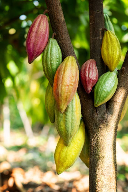 albero di cacao con baccelli di cacao in una fattoria biologica. - cocoa bean foto e immagini stock