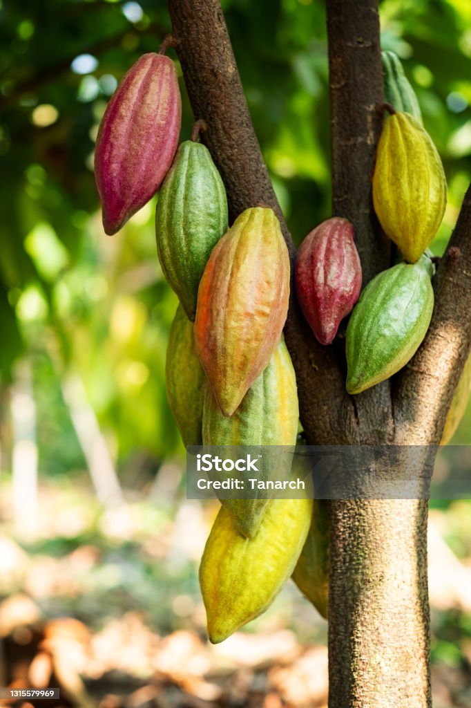 Cacao tree with cacao pods in a organic farm. Cacao Tree Stock Photo