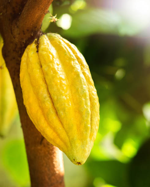 istock Cacao tree with cacao pods in a organic farm. 1315580222