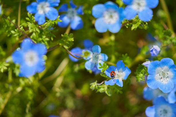 istock Garden flowers and ladybugs 1315581128