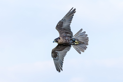 Peregrine Falcon (Falco peregrinus) flying through the air. Falconry or keeping falcons and racing them in the middle east.