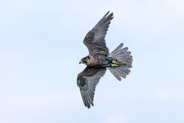Peregrine Falcon (Falco peregrinus) flying through the air. Falconry or keeping falcons and racing them in the middle east. stock photo