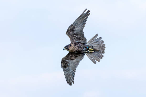 sokół wędrowny (falco peregrinus) latający w powietrzu. sokolnictwo lub utrzymanie sokoły i wyścigi je na bliskim wschodzie. - peregrine falcon zdjęcia i obrazy z banku zdjęć