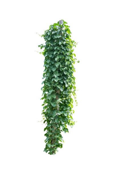 istock leaves plant isolated include clipping path on white background 1315584995