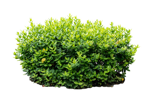 bush tree  isolated include clipping path on white background