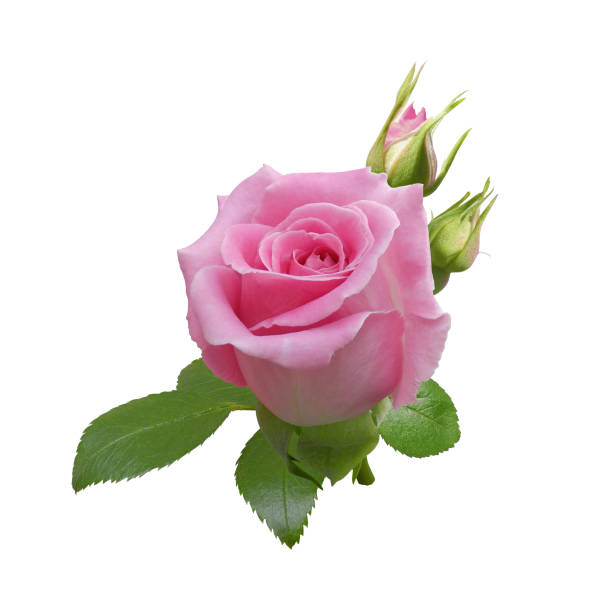 Pink rose flower with leaves and buds isolated stock photo