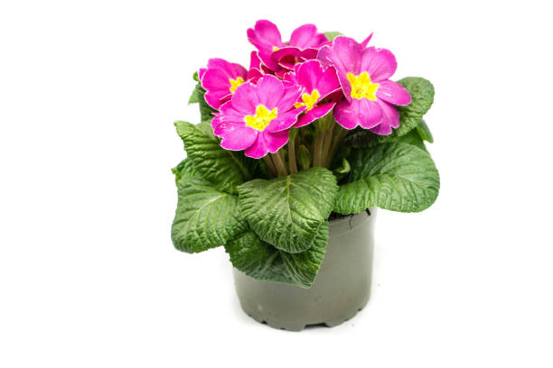 istock Pink primrose in pot isolated on white background 1315586602