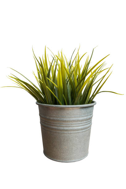 istock plant in pot isolated include clipping path on white background 1315586808