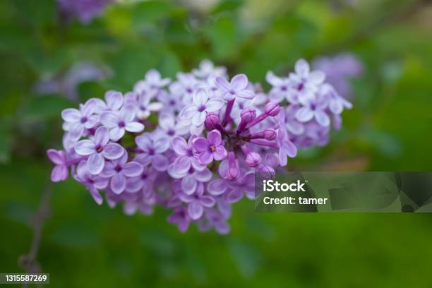 Purple Buddleia Flowers Stock Photo - Download Image Now - Buddleia, Botany, Branch - Plant Part
