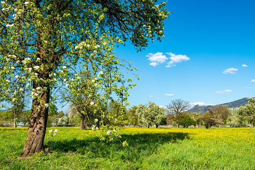 Landscape with blooming trees at springtime