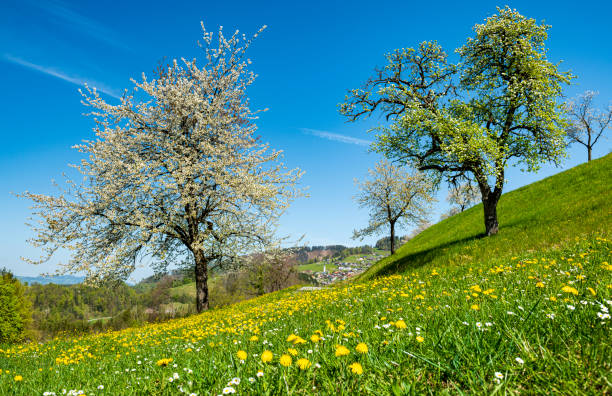 Flowering apple trees in an orchard meadow, Egnach, Canton of Thurgau, Switzerland
