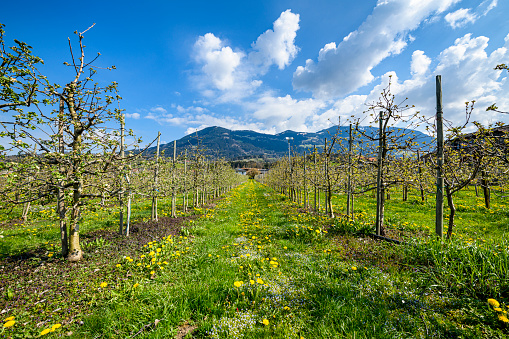 Landscape with blooming flowers and fruit trees and mountains in the background