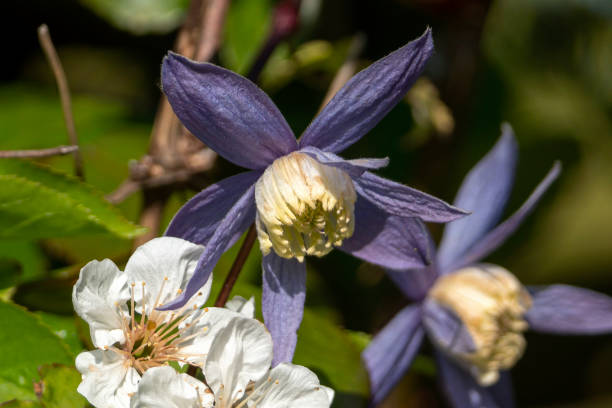 Clematis alpina Clematis alpina a spring flowering shrub plant with a blue purple springtime flower which opens from April to May, stock photo image clematis alpina stock pictures, royalty-free photos & images