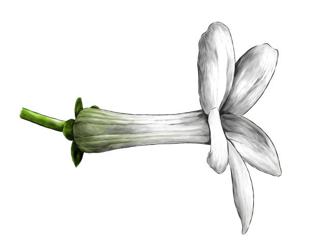 440+ Closed Flower Bud Stock Illustrations, Royalty-Free Vector ...
