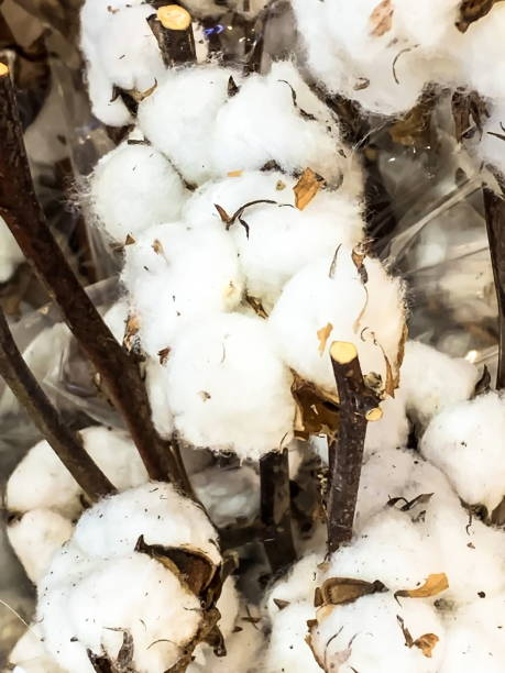 istock A close up of ripe cotton bolls on branches that is ready to pick 1315598421