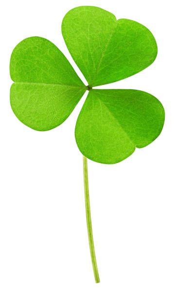 istock clover isolated on white background, clipping path, full depth of field 1315598648