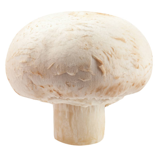 istock champignon, mushroom, isolated on white background, clipping path, full depth of field 1315598734