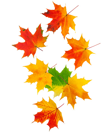 Falling autumn maple leaf isolated on white background, clipping path, full depth of field