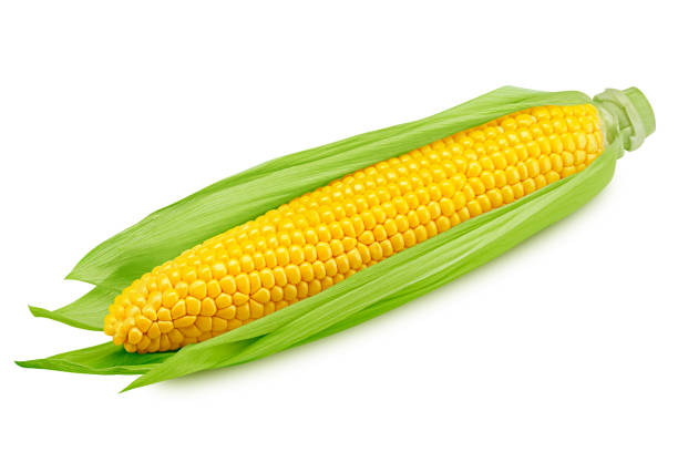 istock corn ear, isolated on white background, clipping path, full depth of field 1315598893