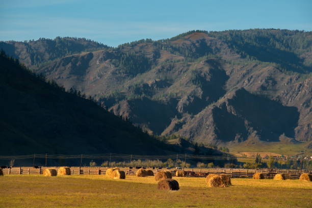 istock Hayfields of mountain valleys 1315600066