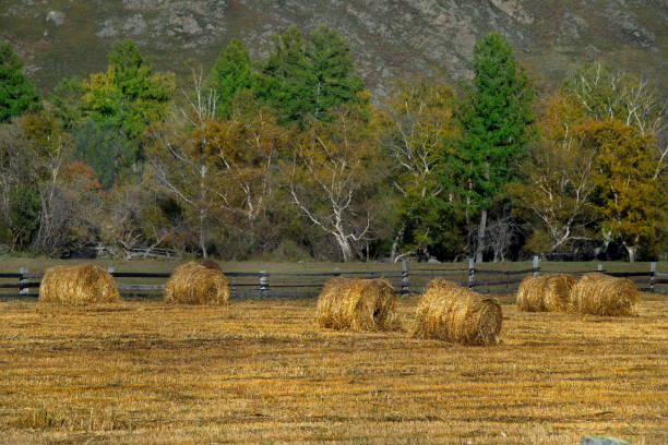 istock Hayfields of mountain valleys 1315600118