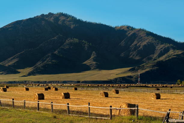 istock Hayfields of mountain valleys 1315600136