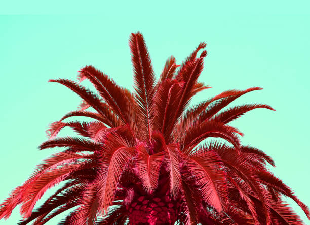 istock Pop Art Surreal Style Ruby Red Palm Tree Foliage on Seafoam Green Background 1315600541