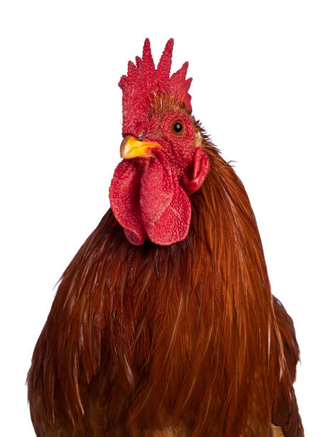 istock Cochin rooster on white 1315603062