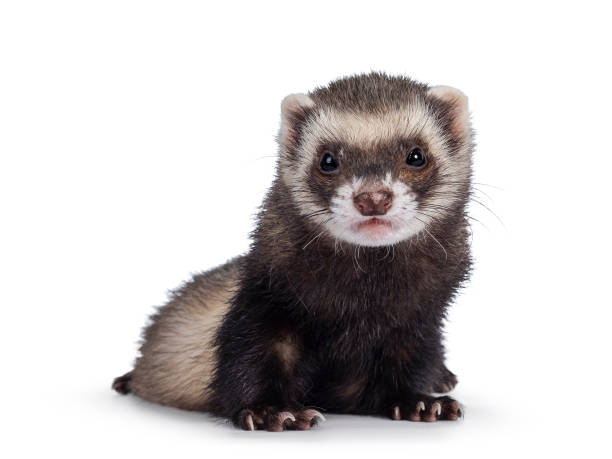 Ferret on white background Cute young ferret sitting  facing front, looking to camera. Isolated on a white background. exotic pets stock pictures, royalty-free photos & images