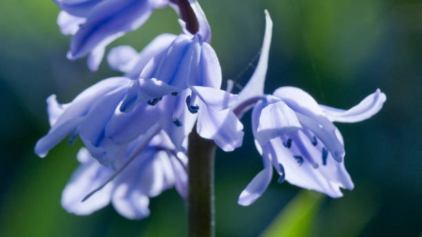 Spanish blue flowers in a garden, United Kingdom Bluebells (Spanish bluebell, Hyacinthoides hispanica) in flower in an English country garden, North Yorkshire, England, United Kingdom bluebell photos stock pictures, royalty-free photos & images