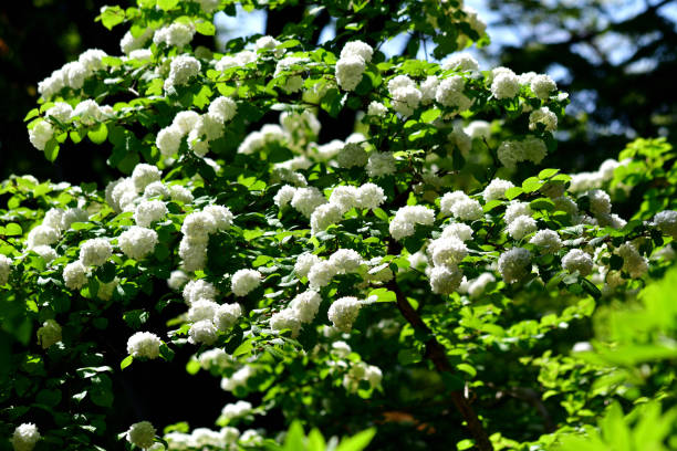 Viburnum plicatum / Japanese Snowball Flower Viburnum plicatum, or Japanese snowball, produces 2 to 3 inch wide showy, snowball-type clusters of white flowers in spring.  It is a dense, upright, multi-stemmed, deciduous shrub with somewhat horizontal branching that grows 3 to 4 meters high. viburnum stock pictures, royalty-free photos & images