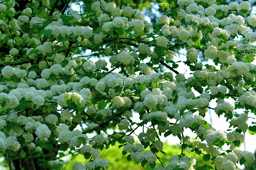 Viburnum plicatum, or Japanese snowball, produces 2 to 3 inch wide showy, snowball-type clusters of white flowers in spring.  It is a dense, upright, multi-stemmed, deciduous shrub with somewhat horizontal branching that grows 3 to 4 meters high.