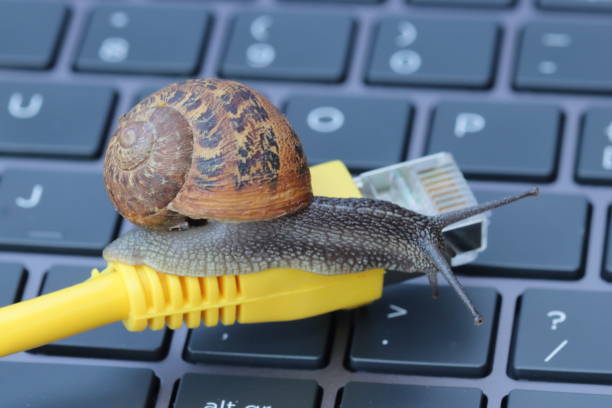 istock Slow internet speed suggested by a snail on a cable 1315603618