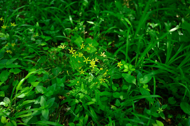 istock Wild plants at Tokyo suburbs (Tamagawajosui green road, Kodaira, Tokyo, Japan 2021/4) 1315605111