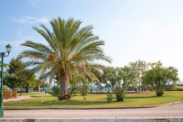 istock Beautiful palm trees in a sunny summer day. 1315605314