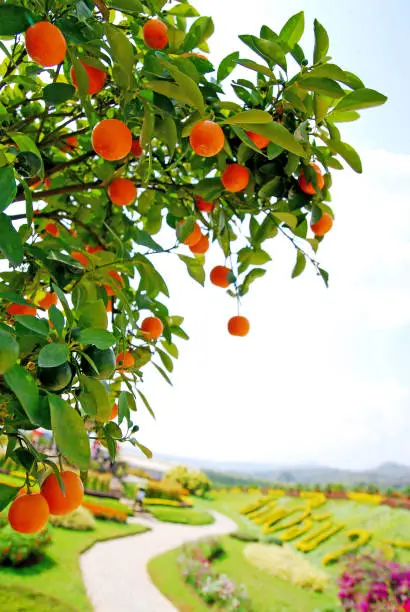 Landscape Orange Tree in the farm that provide agricultural product is orange fruits , Chiangrai , Thailand