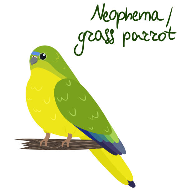 ilustrações, clipart, desenhos animados e ícones de neophema ou papagaio de grama no estilo desenho animado no fundo branco. ilustração desenhada à mão do vetor. - vibrant color birds wild animals animals and pets