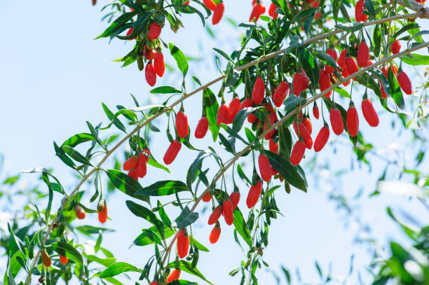 frutti di bacche di goji e piante nel campo di sole - lycium chinese foto e immagini stock