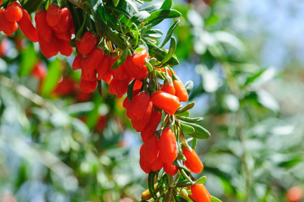 fruits et usines de baies de goji dans le domaine de soleil - bittersweet berry photos photos et images de collection