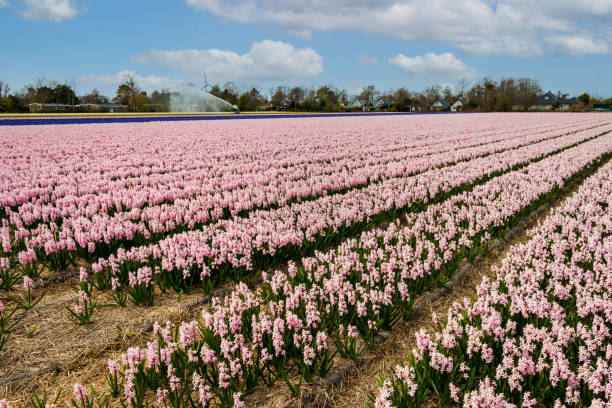 istock Fields full of brightly colored hyacinths 1315611971