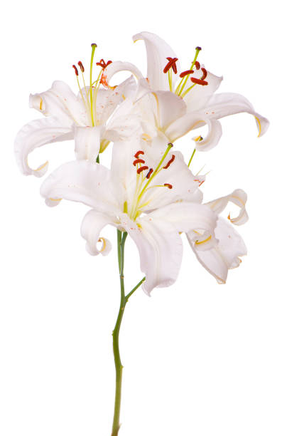 istock Bouquet of white lilies isolated on white 1315612842