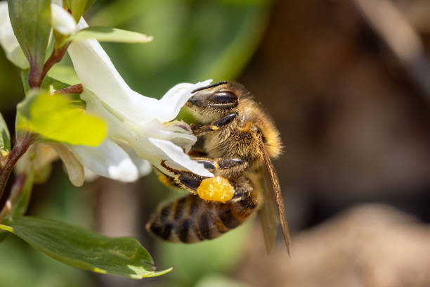 istock Bee on a spring flower collecting pollen and nectar 1315612860