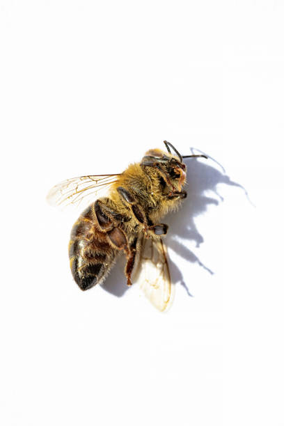 image macro d’une abeille morte sur un fond blanc d’une ruche en déclin, affligée par le désordre d’effondrement de colonie et d’autres maladies - colony collapse disorder photos et images de collection