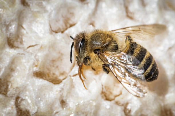 image macro d’une abeille morte sur un cadre d’une ruche en déclin, en proie au désordre d’effondrement de colonie et à d’autres maladies - colony swarm of insects pest animal photos et images de collection