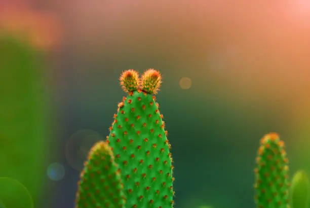 Closeup Opuntia microdasys ( angel's-wings, bunny ears cactus, bunny cactus or polka-dot cactus ) is a species of flowering plant in the cactus family Cactaceae  isolated blurred Background