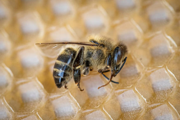 image macro d’une abeille morte sur un cadre d’une ruche en déclin, en proie au désordre d’effondrement de colonie et à d’autres maladies - colony collapse disorder photos et images de collection