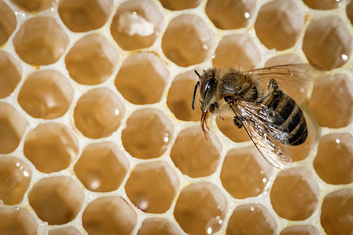 Macro Honey bee bum after sting deployed